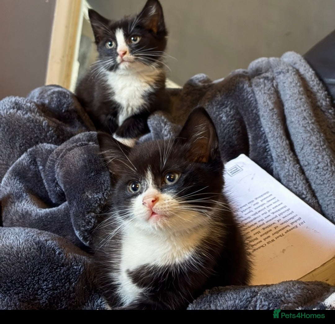 British Shorthair cats for sale: Kittens  - Image 4