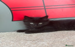 British Longhair cats for sale: 1 x British Long Hair & 2 x British Short Hair - Image 2