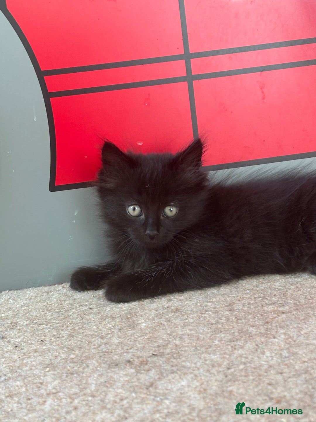 British Longhair cats for sale: 1 x British Long Hair & 2 x British Short Hair - Image 2
