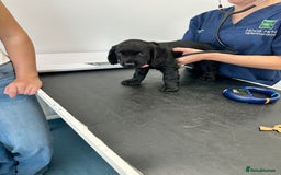 Cocker Spaniel dogs for sale: Cocker Spaniel Puppies looking for the best homes - Image 3