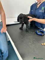 Cocker Spaniel dogs - Advert 14