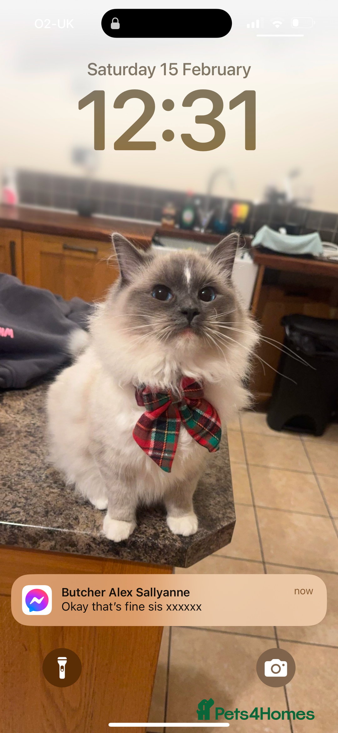 Ragdoll cats for sale: Ragdoll cat  - Advert 7