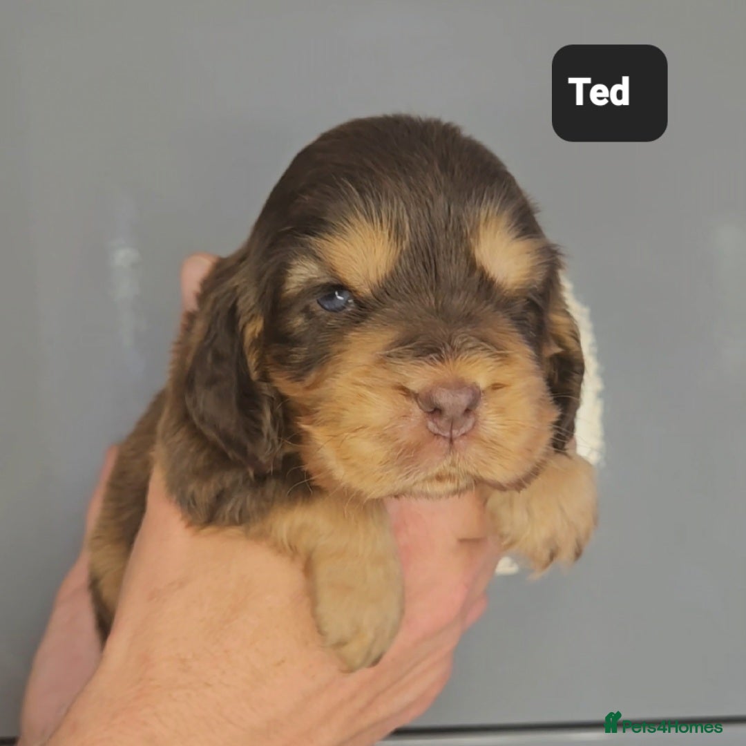 Cocker Spaniel dogs for sale: Exceptional Pedigree Kc Champion Show Cockers - Image 17