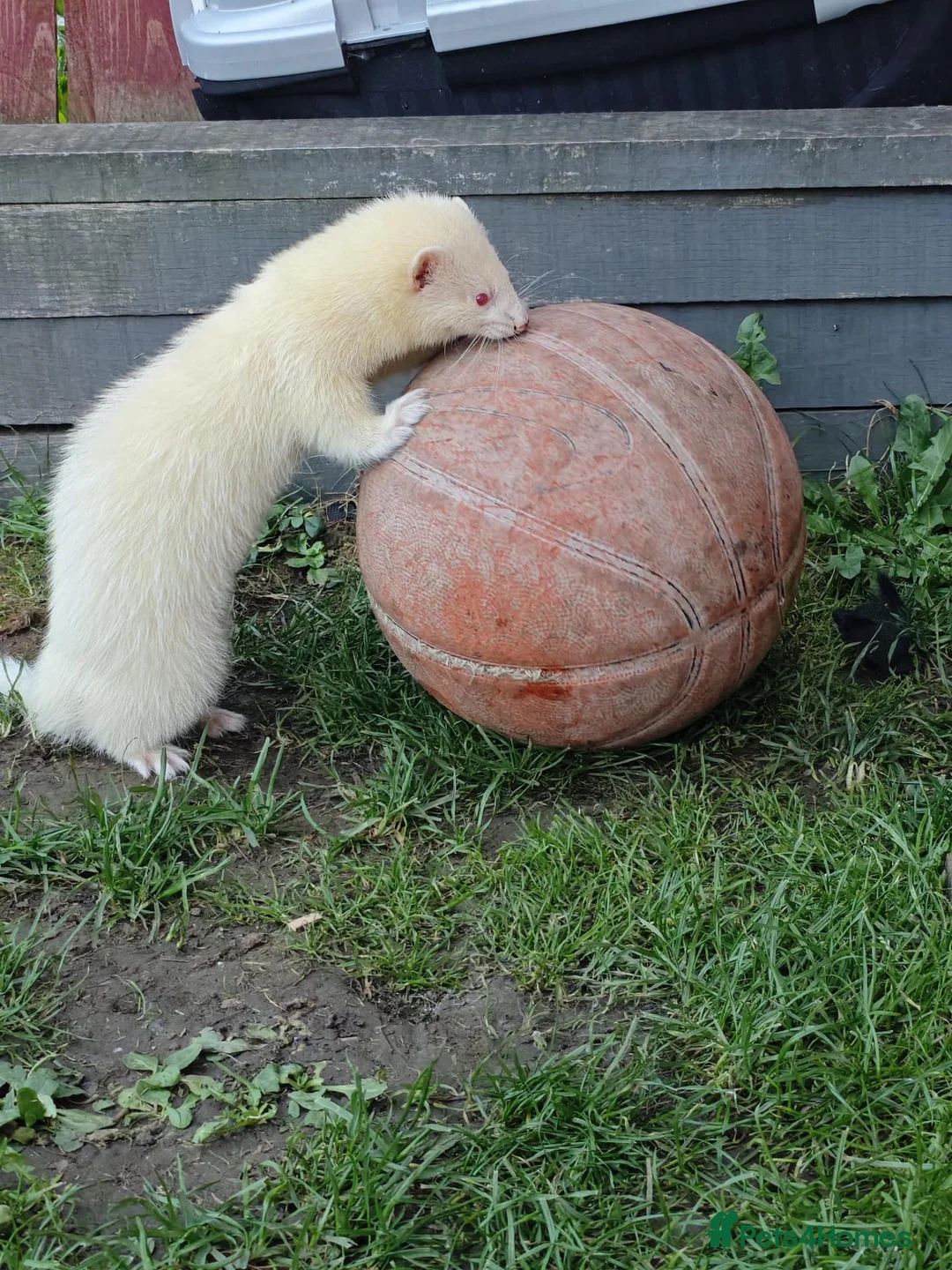 Ferret rodents for sale: One male one female must be sold together  - Advert 6