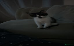 Domestic Shorthair cats for sale: Male kitten - Image 3