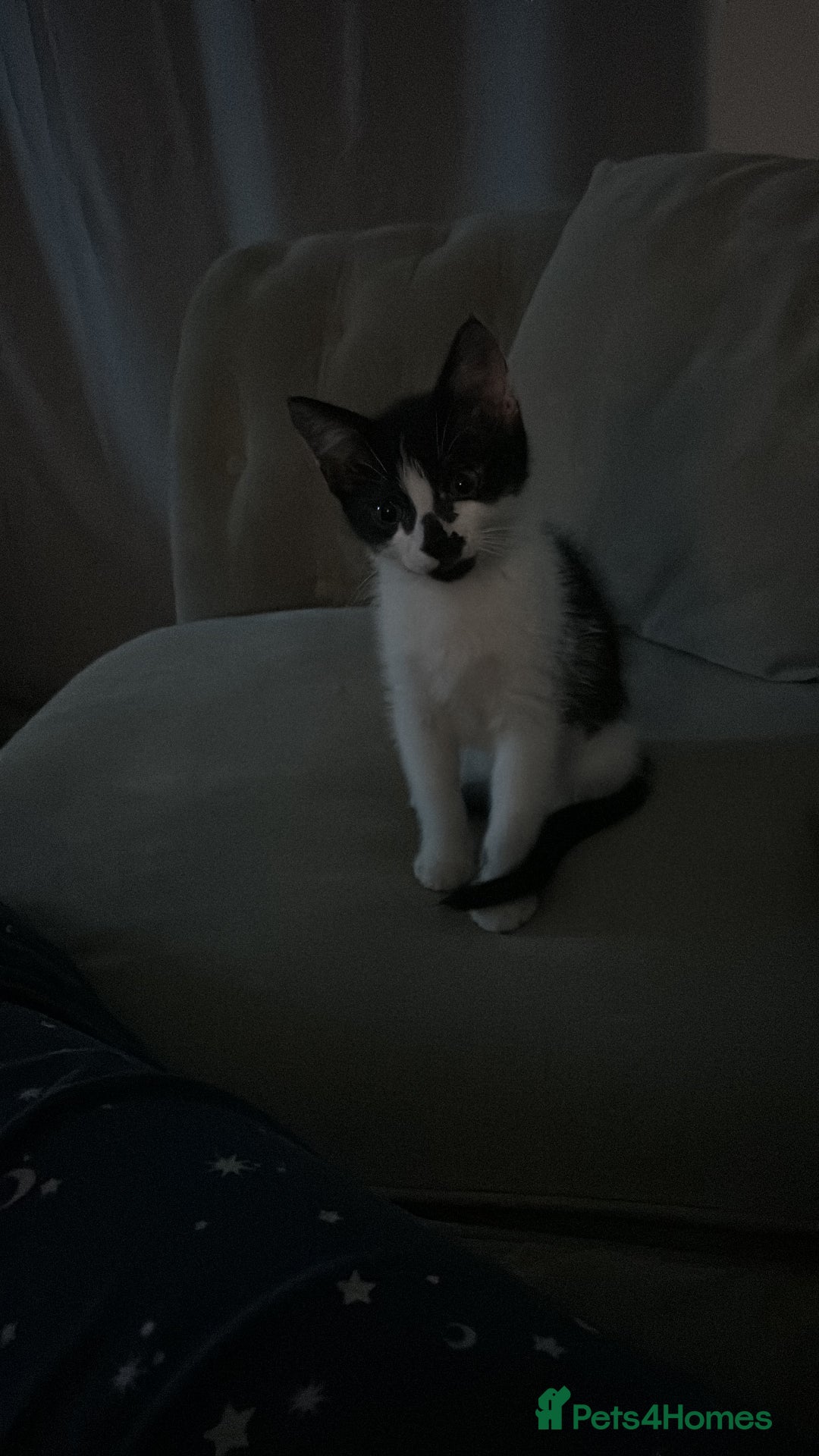 Domestic Shorthair cats for sale: Male kitten - Image 3