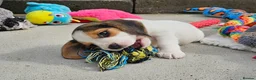 Beagle dogs for sale: Stunning Litter of KC Registered Beagle Pups  in Thirsk - Advert 31