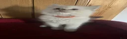 Ragdoll cats for sale: Gorgeous Tica ragdoll kittens  - Advert 20