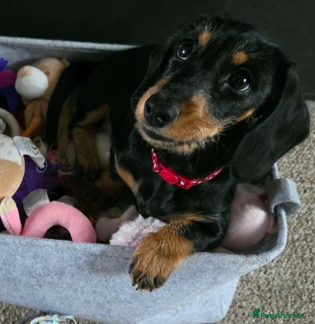 Dachshund dogs for sale: Dachshund Puppy female  - Advert 1