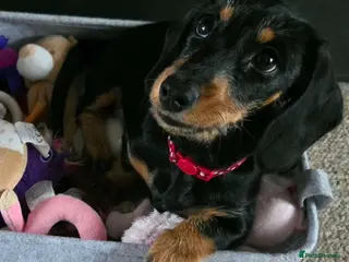 Dachshund dogs Dachshund Puppy female - Advert 1
