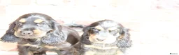 Cocker Spaniel dogs for sale: Quality Show type cocker spaniel puppies  - Advert 14