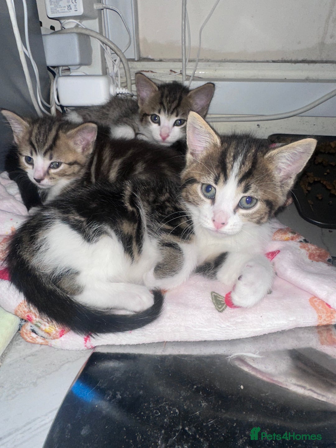 Mixed Breed cats for sale: Last 2 loving kittens  - Image 3