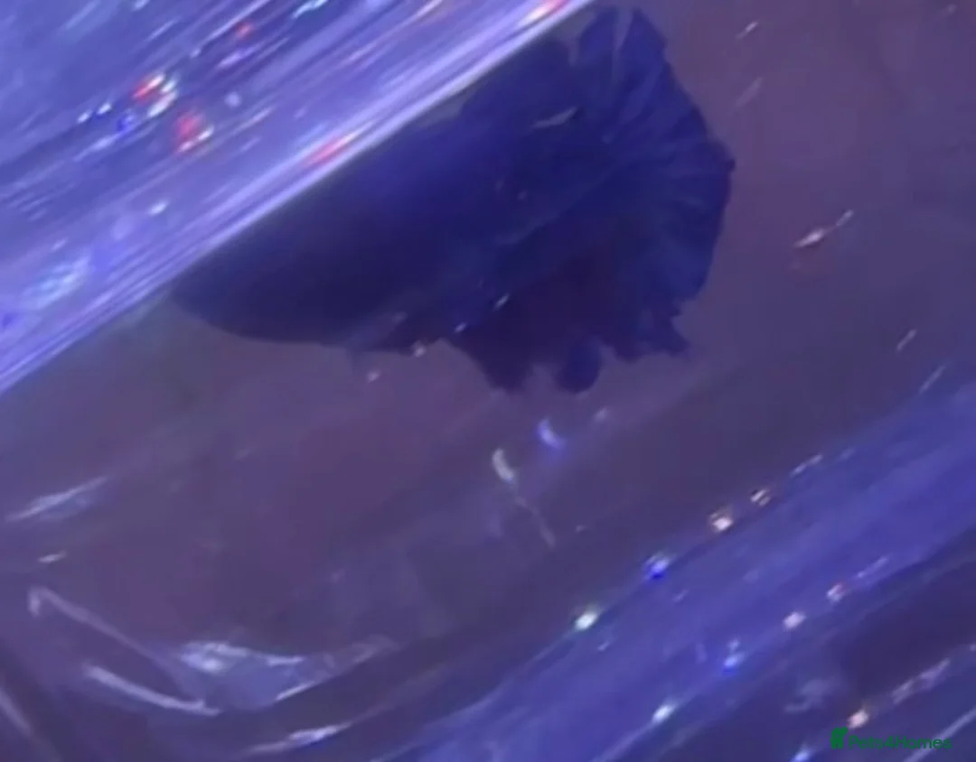 Bettas fish for sale: Betta fish for sale  - Advert 2