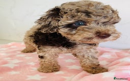 Cockapoo dogs for sale: Unique & stunning full DNA tested Cockapoo puppies - Image 23