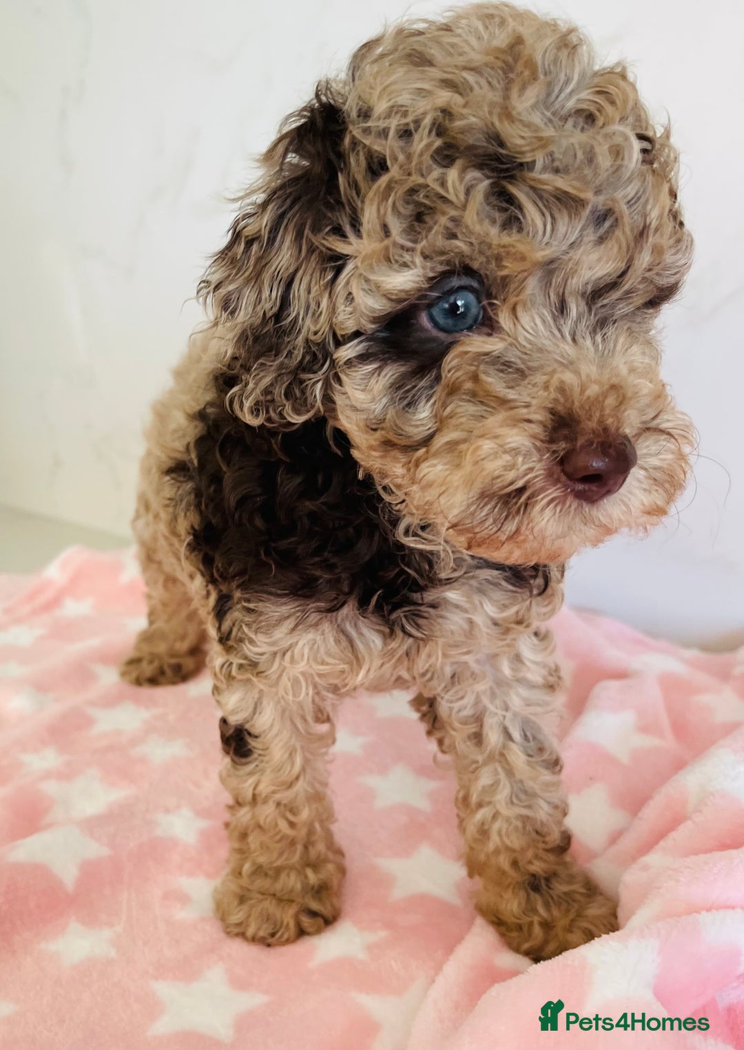 Cockapoo dogs for sale: Unique & stunning full DNA tested Cockapoo puppies - Image 23