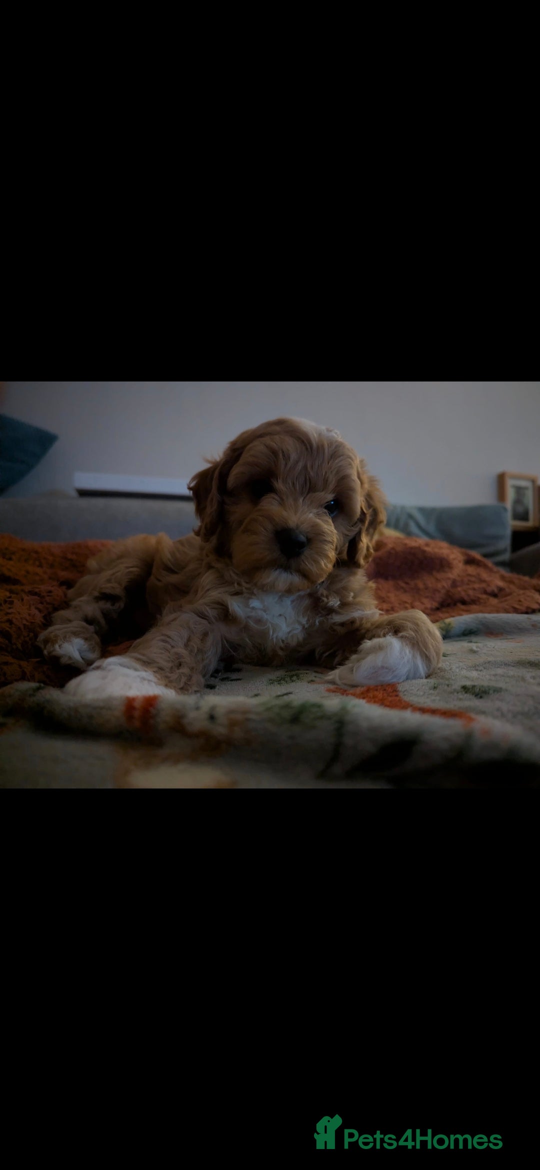 Cavapoo dogs Cavapoo Cuties - Advert 15