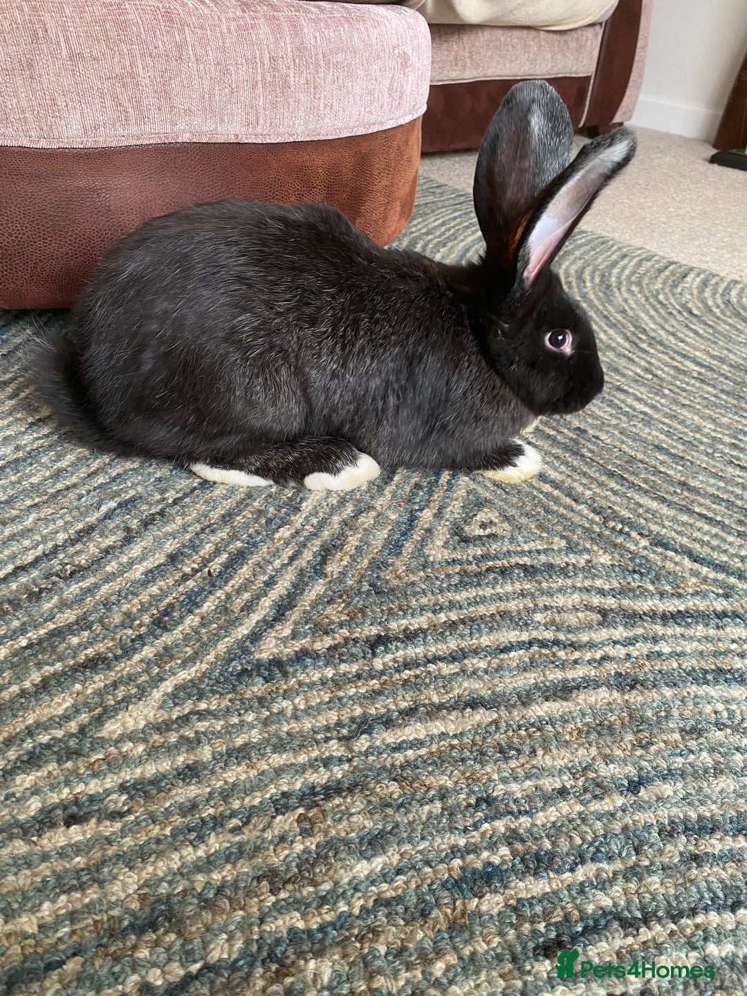 Continental Giant rabbits for sale: Continental giant rabbits  - Image 12
