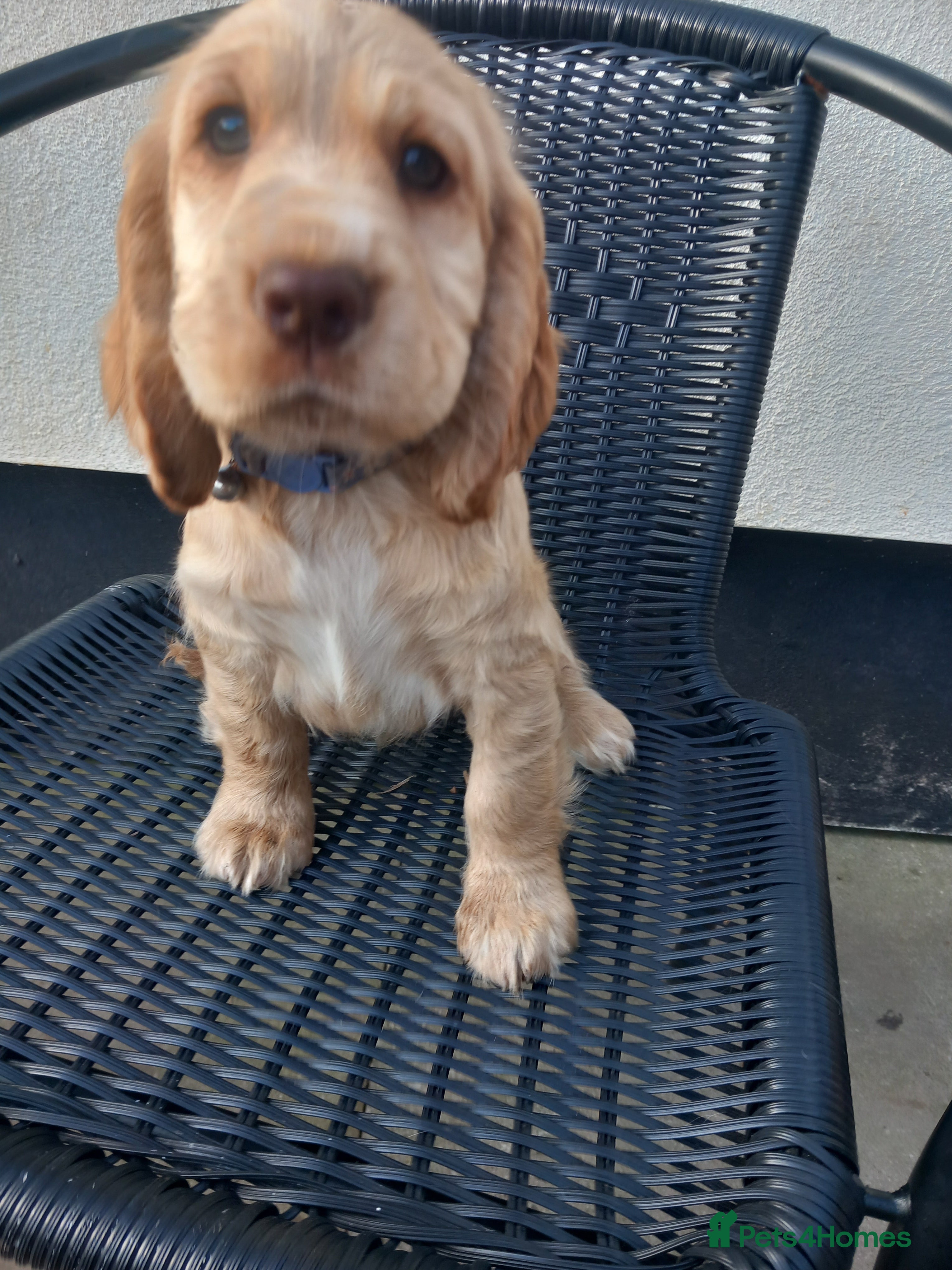 Cocker Spaniel dogs Cocker spaneil puppies ready now  - Advert 2