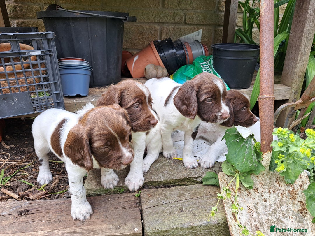 English Springer Spaniel dogs for sale: 1 male English liver/white springer puppy in Shepton Mallet - Image 9