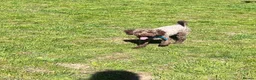 Miniature Poodle dogs for stud: GORGEOUS CHOCOLATE MINIATURE POODLE FOR STUD 💙🐩 - Advert 6