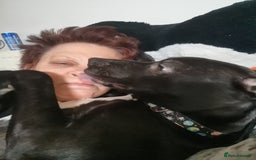 Mixed Breed dogs for sale:  lurcher pocket bully cross  - Image 8