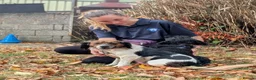 Mixed Breed dogs for adoption: Nettle - Advert 5