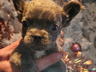 French Bulldog dogs Gorgeous French bulldog puppies - Advert 6