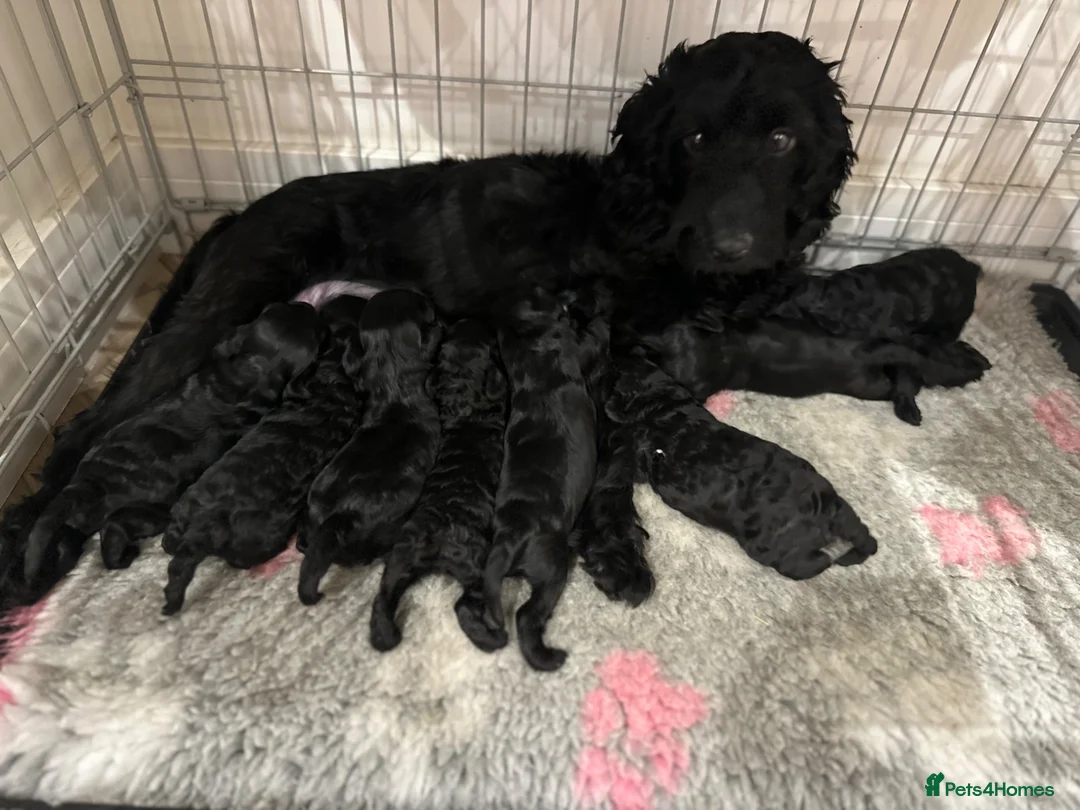 Mixed Breed dogs for sale: Cavapoo x Cockapoo for sale  - Advert 12