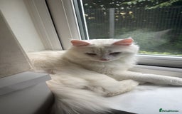 Maine Coon cats for sale: Maincoon  - Image 6