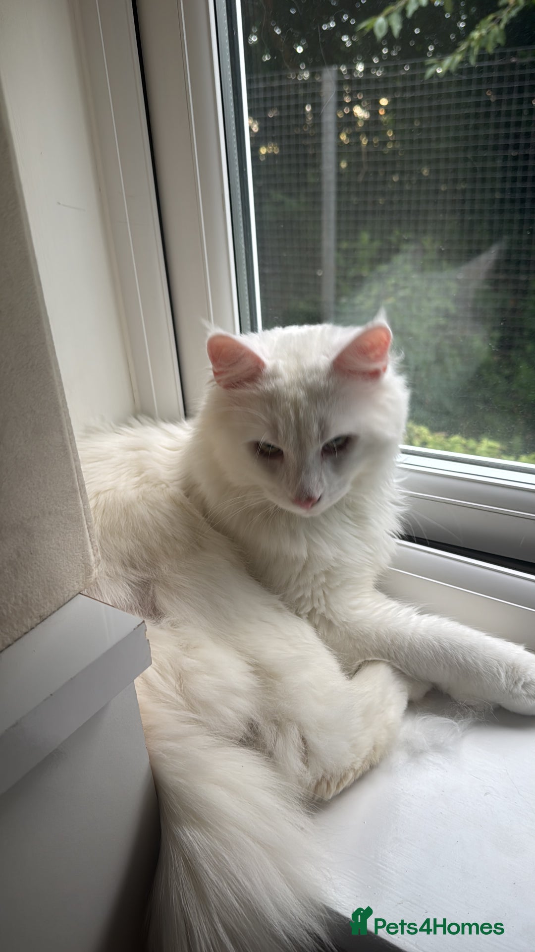 Maine Coon cats for sale: Maincoon  - Image 6