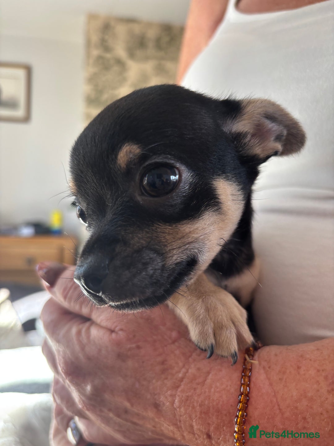 Chihuahua dogs for sale: 10 week old Chihuahua puppies. - Image 6