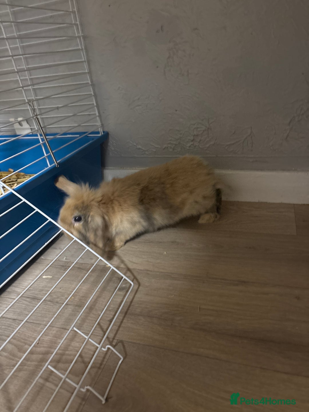 Mixed Breed rabbits for sale: Rabbit  - Advert 1