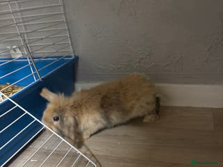 Mixed Breed rabbits Rabbit - Advert 1