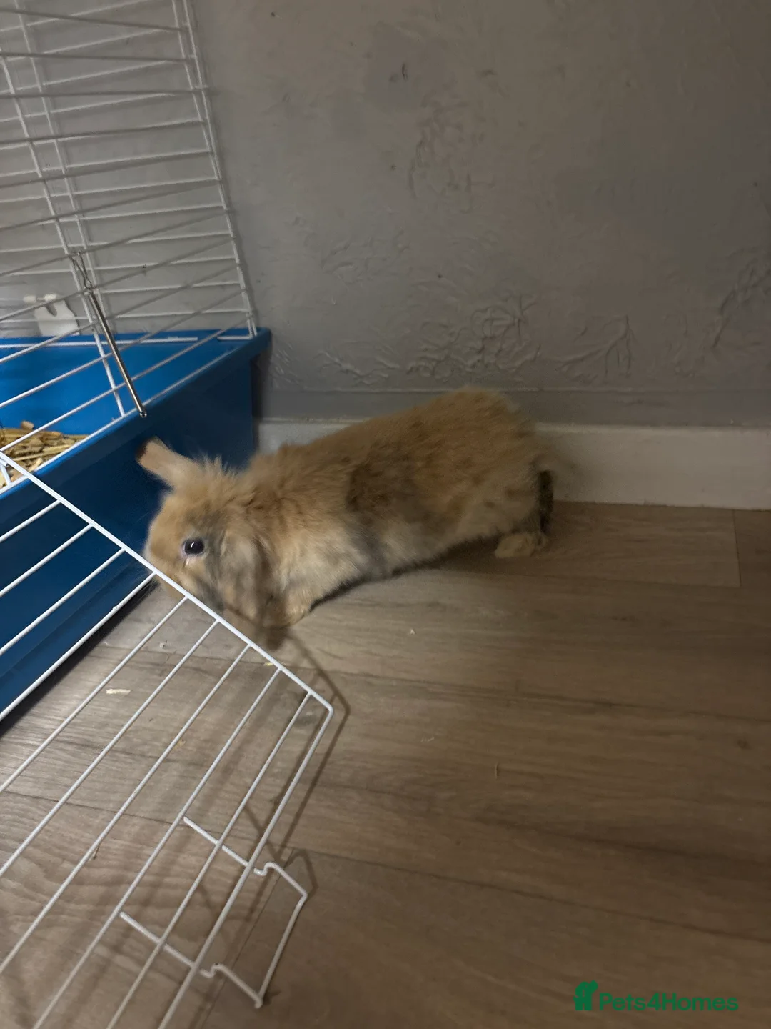 Mixed Breed rabbits for sale: Rabbit  - Advert 1
