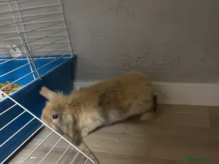 Mixed Breed rabbits Rabbit - Advert 8