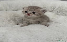British Shorthair cats for sale: British shorthair kittens  - Image 24