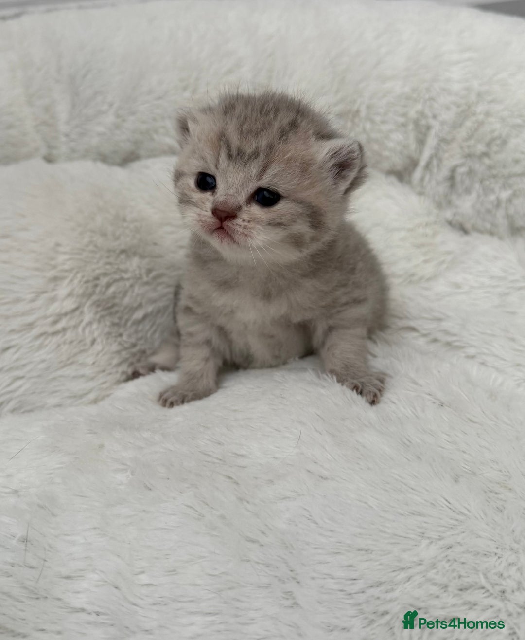 British Shorthair cats for sale: British shorthair kittens  - Image 24