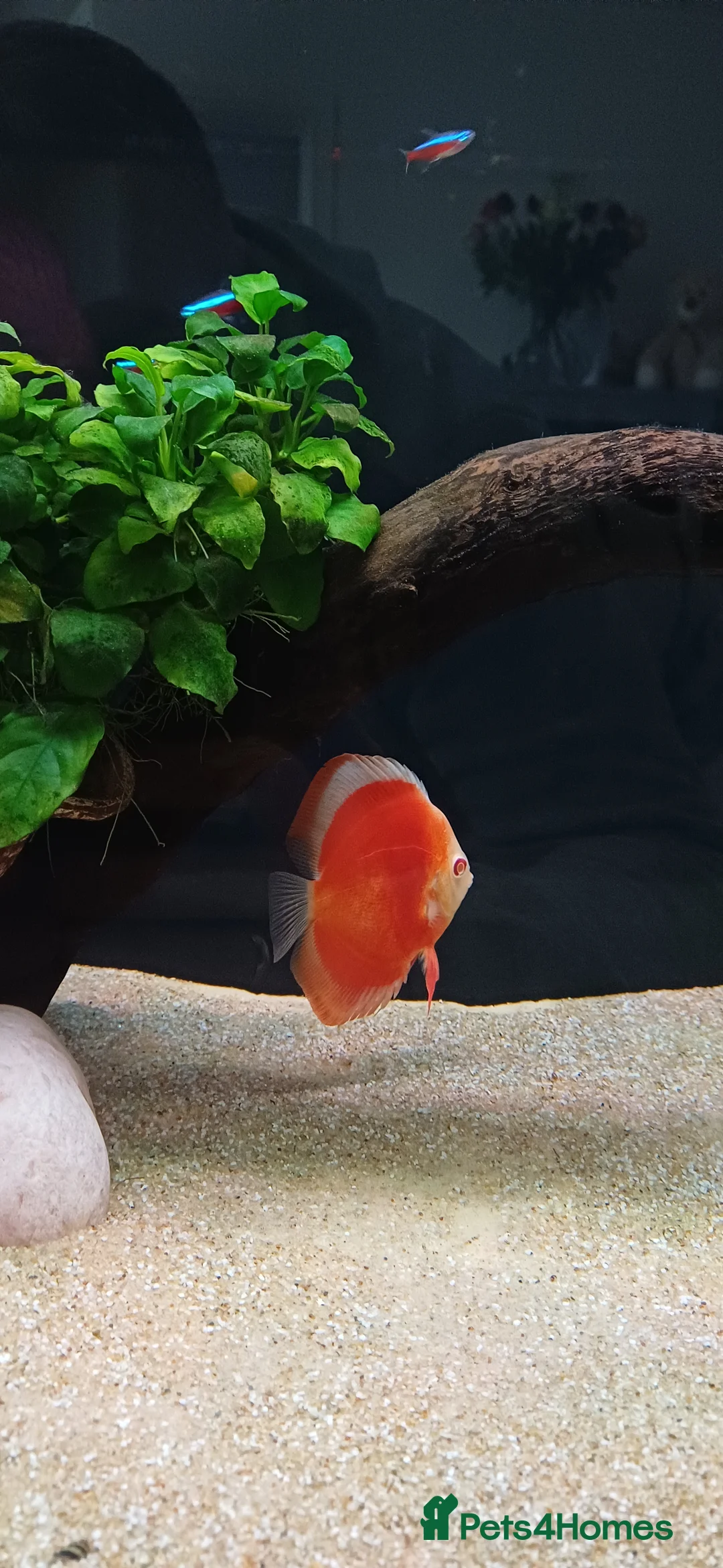 Discus fish for sale: Discuss fish - Advert 6