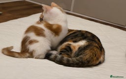 Mixed Breed cats for sale:  Blue eyes Flower pattern mark unique kitten  - Image 26