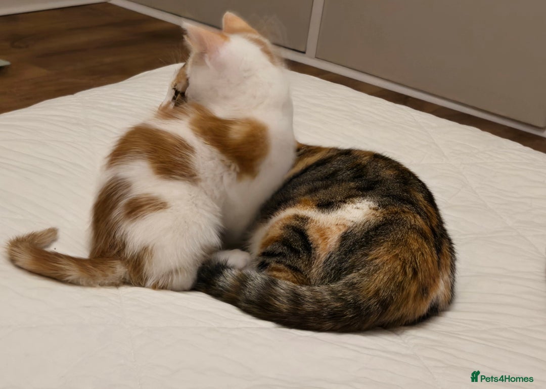 Mixed Breed cats for sale:  Blue eyes Flower pattern mark unique kitten  - Image 26