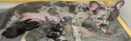Mixed Breed dogs for sale: Frenchy cross staff puppies in Ebbw Vale - Advert 9