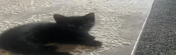 Mixed Breed cats for sale: 2 black twin 1 boy 1 girl  - Advert 6