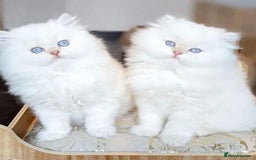 Persian cats for sale: Adorable Kittens Available✨ - Image 4