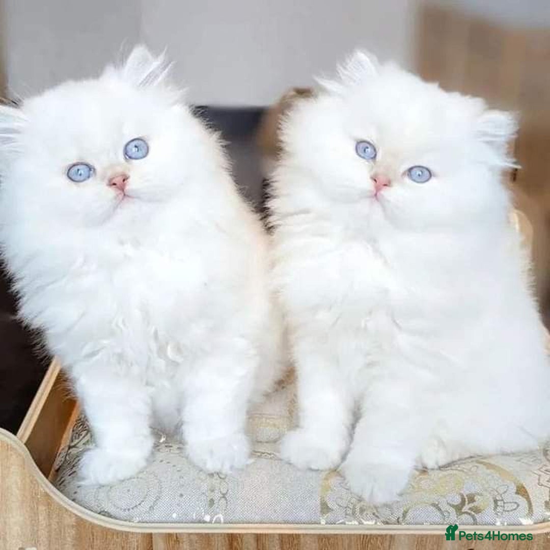Persian cats for sale: Adorable Kittens Available✨ - Image 4