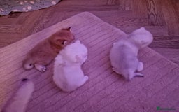 British Shorthair cats for sale: Rare Registered British Shorthair Chinchila Kitten - Image 8