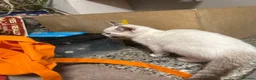 Bengal cats for sale: Bengal x ragdoll kittens - Advert 3