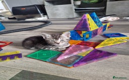 Ragamese cats for sale: Ragamese kitten - Image 7