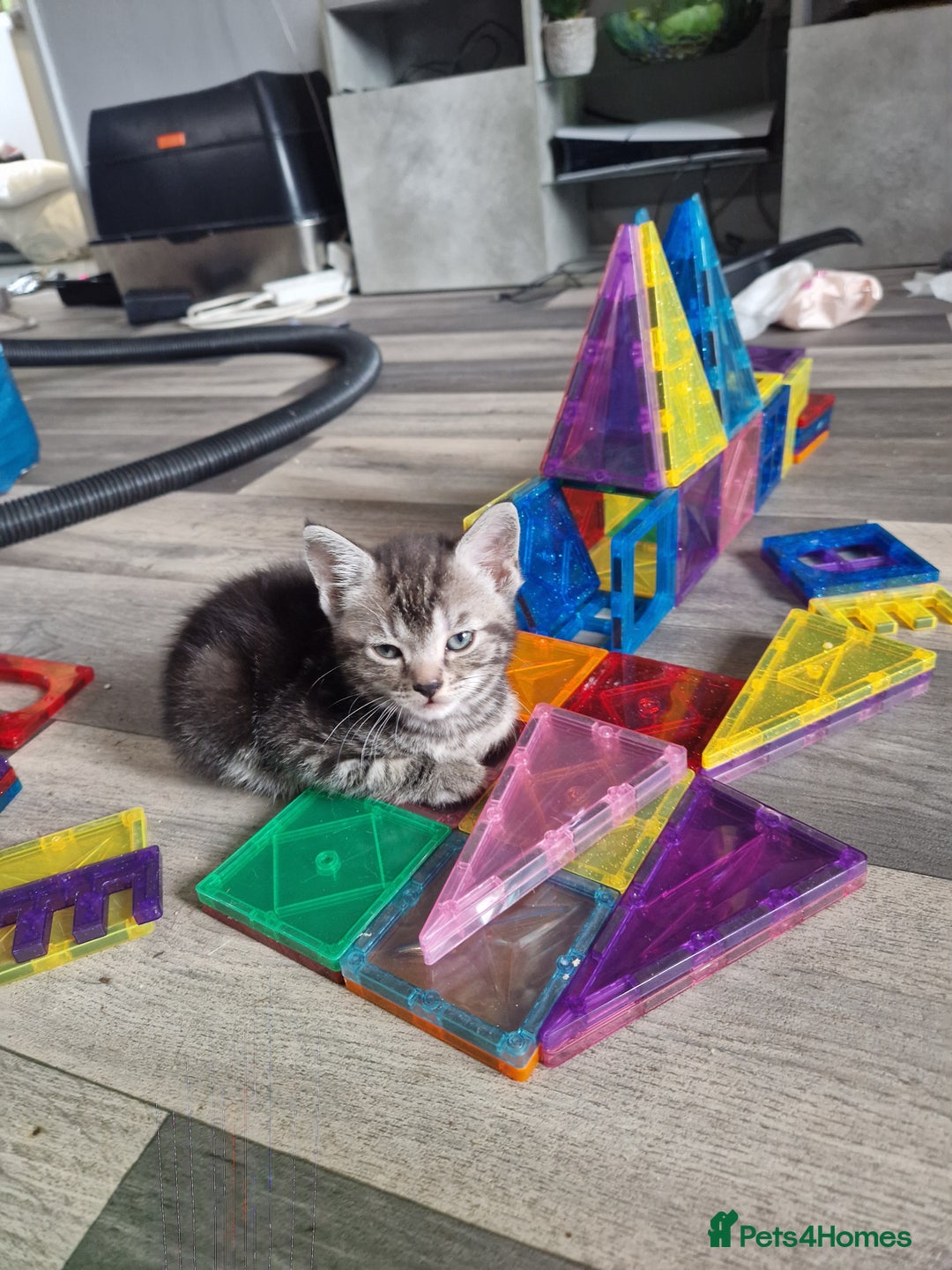 Ragamese cats for sale: Ragamese kitten - Image 7