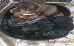 Mixed Breed dogs for sale: Stunning pups looking for new home  - Advert 1