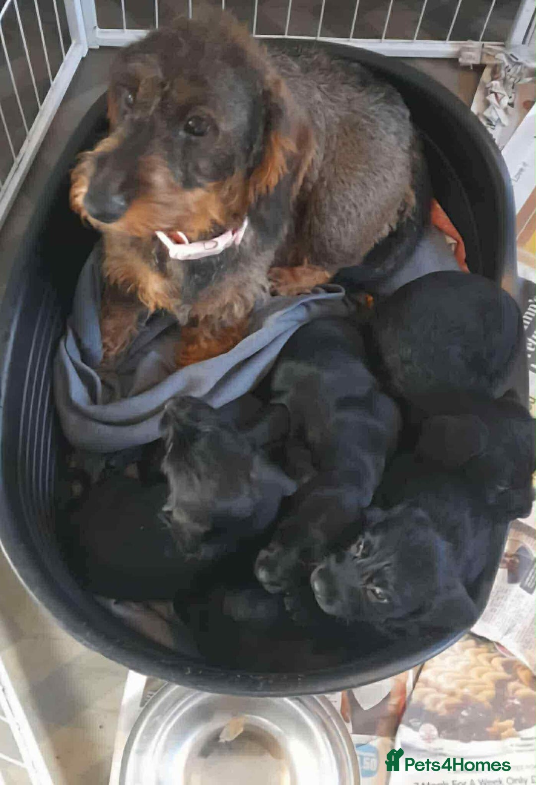 Mixed Breed dogs for sale: Stunning pups looking for new home  - Advert 1